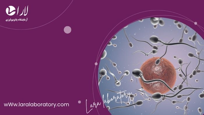 آزمایش اسپرم برای تعیین جنسیت و آنچه باید بدانید